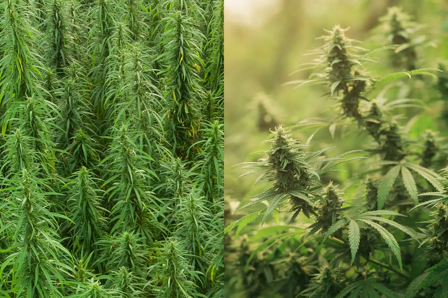 Comparativo visual entre a planta de cânhamo industrial alta e fina, e a de maconha, mais baixa e robusta