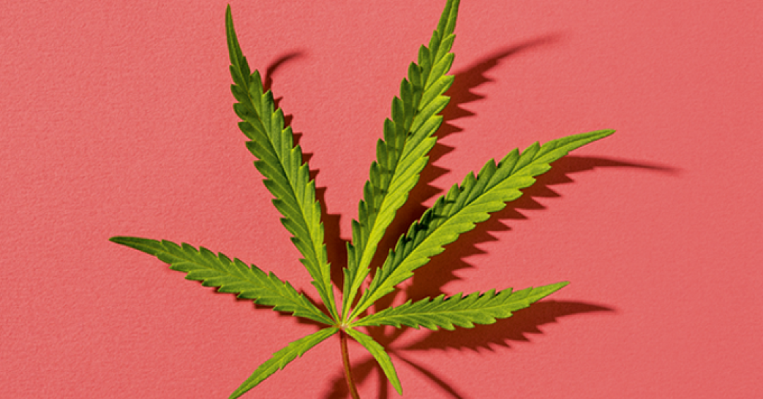 Cannabis e saúde feminina