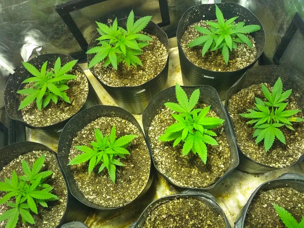 Autocultivo Medicinal