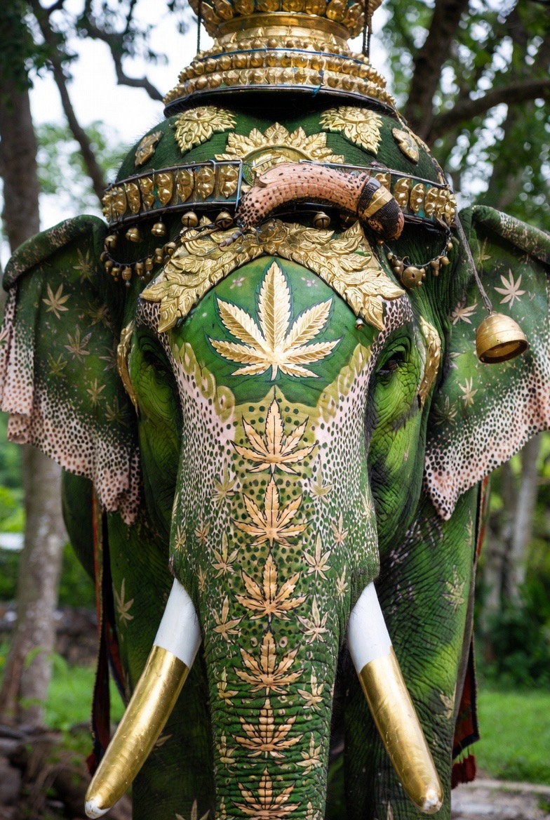 Tailândia Cannabis Elefante